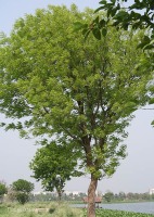 Дерево махагони